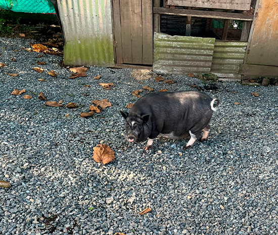 CENTRO EDUCATIVO MY LITTLE WORLD - CAMPESTRE